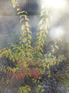 DSCN3617.jpgのサムネイル画像