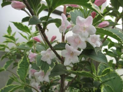 斑入りウツギ 薄ピンク色の花がたくさん 最新情報とブログ